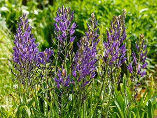Camassia ( lat. Camassia ) is a genus of perennial bulbous plants of the Agave subfamily ( Agavoideae )