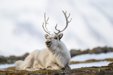 The Svalbard reindeer (Rangifer tarandus platyrhynchus) in early spring © STUEDAL