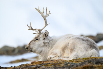 The Svalbard reindeer (Rangifer tarandus platyrhynchus) in early spring