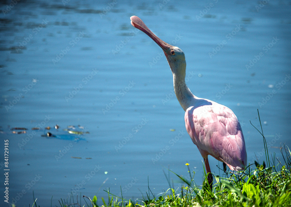 Wall mural roseate spoonbill along clear creek in pearland, texas