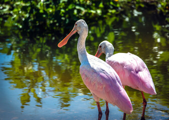 Two Roseate Spoonbills trying to make a decision