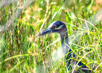 Yellow-crowned Night Heron hiding in the tall grass along the Shadow Creek Ranch Nature Trail in Pearland, Texas