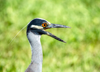 Yellow-crowned Night Heron not really smiling for the camera