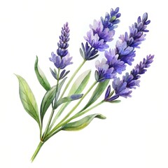 Obraz premium A sprig of lavender flowers, on a white background