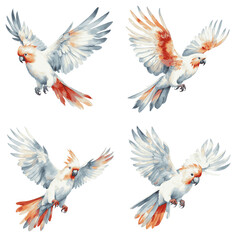 Obraz premium A watercolor painting featuring four white cockatoos with red and orange tails flying against a white background