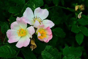 beautiful pink wood anemone closeup