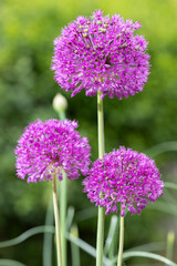 Purple coloured Alliums in bloom, Berkshire, UK