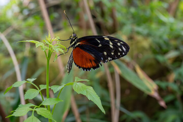 butterfly on a flower