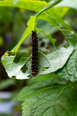 caterpillar on leaf