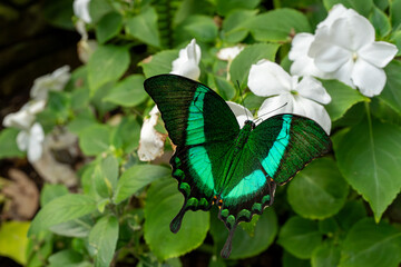 butterfly on a flower