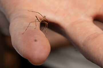 mosquito in hand