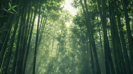 Fototapeta premium Dense bamboo forest with sunlight filtering through tall stalks