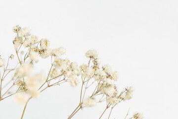 Twigs with small white flowers of Gypsophila (Baby's-breath) isolated on white background.