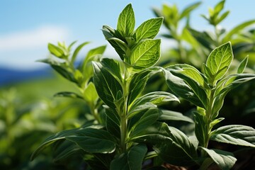 Obraz premium Natural herbal boost immunity, enhance overall wellness.