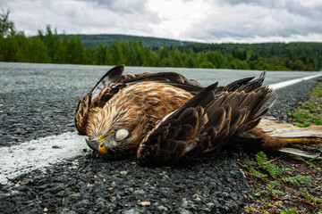 Wild bird of prey hit by a car on the side of the road, concept for protecting wild animals and birds © Yarr