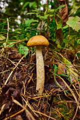 Boletus mushroom close up in the wild