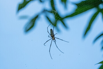 spider on a web