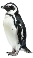 Obraz premium Explore Efforts to Rescue and Rehabilitate Penguins Affected by Oil Spills
