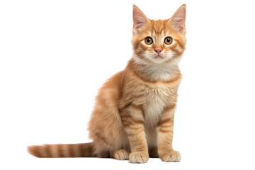 Adult cat isolated on transparent background png cutouts. Images for graphic designers. Image for flyers. Veterinarian.