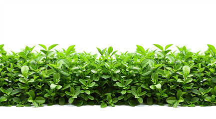 green grass background