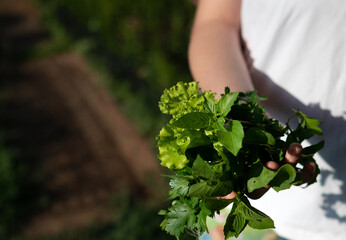 Senior women's hands collect lettuce leaves in the garden