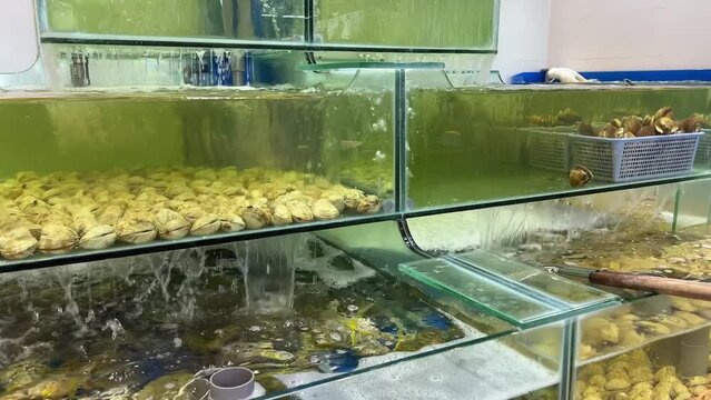 Monstrous looking spider crab pair behind the glass of a fish tank, horrify looking long legs and antennas on the giant crab, keeping alive. supermarket for cooking,