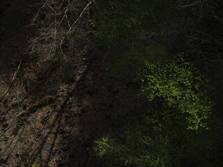 上から眺める木々の影