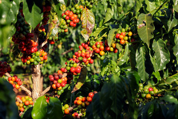 Closeup of red ripe coffee beans on the tree. Brazil