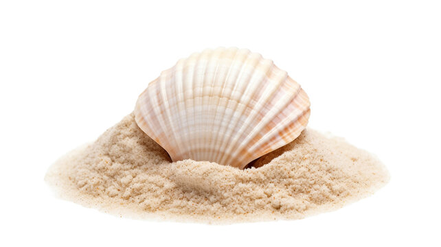 Sea shell in sand pile isolated on transparent png background.
