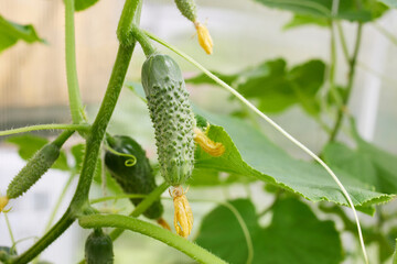 Green cucumbers grow in a greenhouse. Organic growing of vegetables.