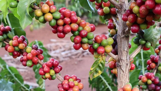 Closeup of red ripe coffee beans on the tree. Brazil