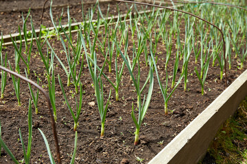 A bed of young garlic shoots. Organic vegetable garden. Concept of agriculture and nature conservation. 