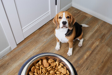 A beagle dog sits on the floor and looks at a bowl of dry food. Waiting for feeding. Top view.