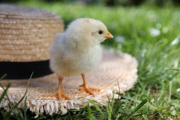 Cute chick and straw hat on green grass outdoors, closeup. Baby animal