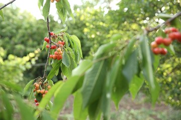 Cherry tree with green leaves and berries growing outdoors