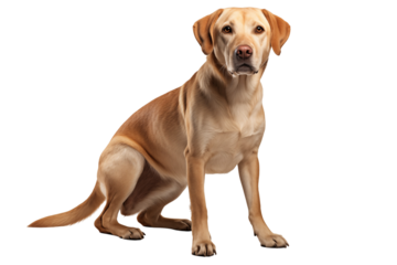 Adult dog isolated on transparent background png cutouts. Images for graphic designers. Image for flyers. Veterinarian.