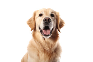Adult dog isolated on transparent background png cutouts. Images for graphic designers. Image for flyers. Veterinarian.