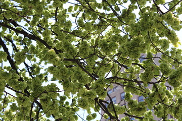 blossoming tree in spring