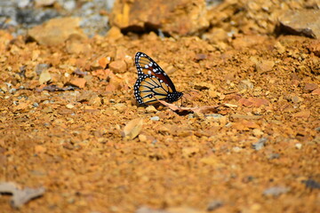 butterfly on the sand