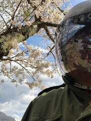 河口湖の桜