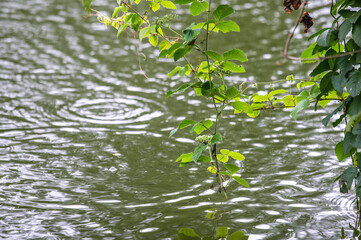 raining shower drop on leaf tree, close up of rainfall in jungle,Heavy Rain Falling on Tree Leaves in forest. droplets fixed on green leaves, Raining day in tropical forest. Raindrop in deep jungle.