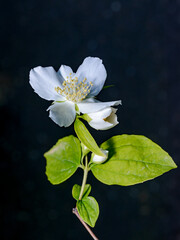 Philadelphus sp. -  (mock-orange), delicate white fragrant flowers of a bush on a black background