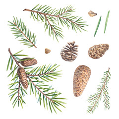 A set of branches of a Christmas tree with cones on a white background. Watercolor illustration of pine needles, cedar, spruce. Tree branches are suitable for invitations, packages, design elements.