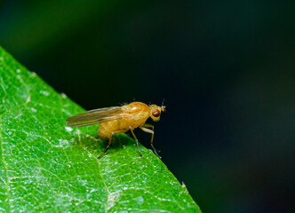 Fruit fly (Drosophila melanogaster) - small fruit fly