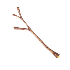 Single tree branch. Watercolor illustration isolated on white background. Nature and botanical concept for design and print. Decorative element for greeting cards and invitations.