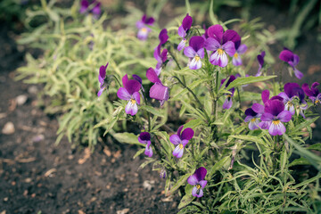 Viola tricolor plant in bloom in the flowerbed in summer, selective focus.