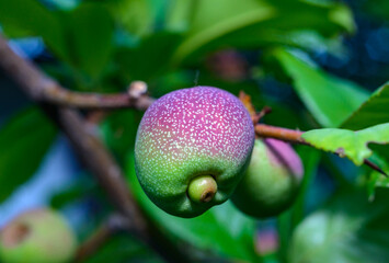 Green fruits Japanese quince, Maule's quince (Chaenomeles japonica)