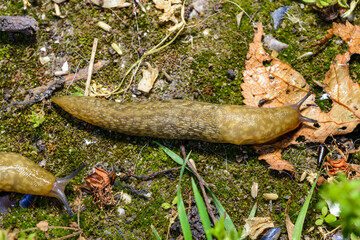 Limacus flavus - crawling yellow slug in the garden