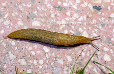 Limacus flavus - crawling yellow slug in the garden