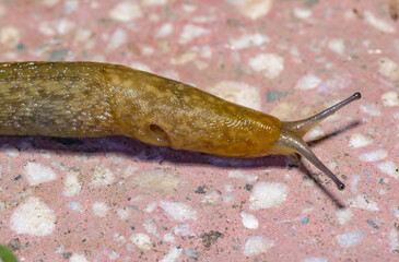 Limacus flavus - crawling yellow slug in the garden